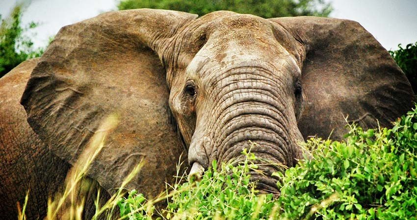 zbor,ieftin,bilet,avion,entebbe,uganda,travelator