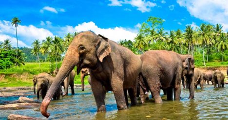 zboruri,bilet,avion,ieftin,sri lanka,travelator