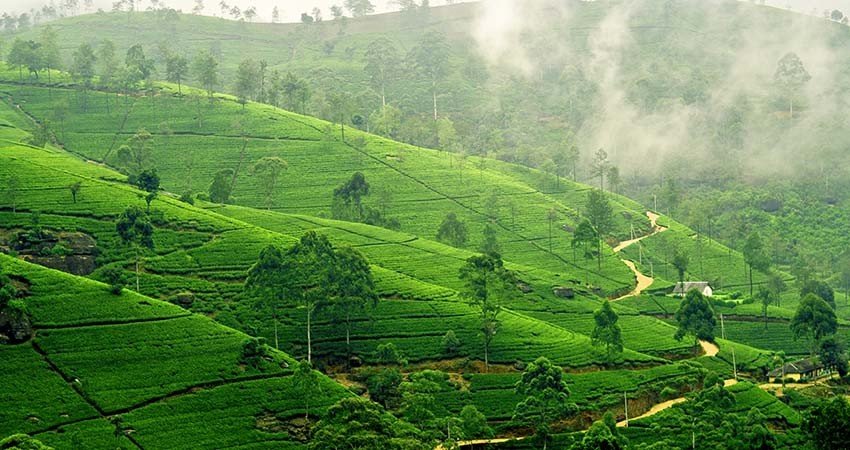 zbor,bilet,avion,ieftin,sri lanka,travelator