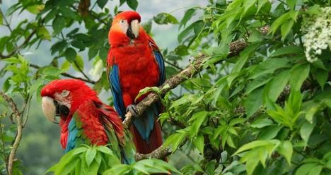zbor,bilet,avion,ieftin,panama city, travelator