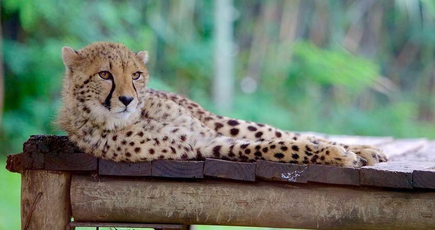 bilet,ieftin,zbor,avion,africa de sud,johannesburg,travelator