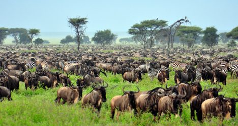 zbor ieftin, kenya, marea migratie, serengeti, bilet avion, travelator.ro, diy