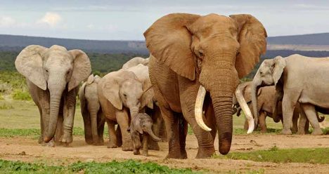 zboruri ieftine, zboruri si vacante ieftine, travelator.ro, ponturi vacanta, africa de sud, johannesburg, safari, zbor ieftin africa de sud, zbor ieftin bucuresti - johannesburg