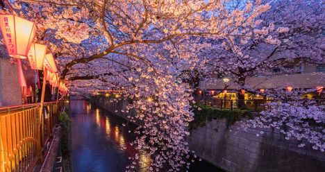 zboruri ieftine, vacante ieftine, zboruri si vacante ieftine, japonia, festivalul ciresilor, fukuoka, zbor ieftin bucuresti - fukuoka, zboruri ieftine japonia, ponturi vacanta, travelator.ro